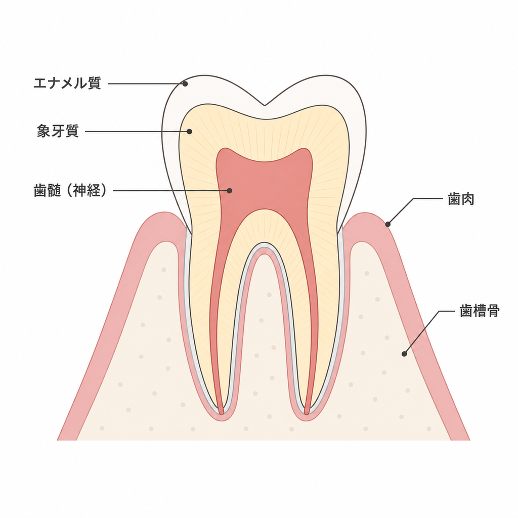 歯の神経を抜くとは、どのような治療なのか